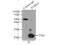 Stathmin 4 antibody, 12027-1-AP, Proteintech Group, Immunoprecipitation image 
