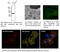 mCherry Tag  antibody, AB0040-200, SICGEN, Immunofluorescence image 