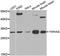Tyrosine 3-Monooxygenase/Tryptophan 5-Monooxygenase Activation Protein Gamma antibody, A3043, ABclonal Technology, Western Blot image 