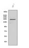 Nuclear factor of activated T-cells 5 antibody, A01815-3, Boster Biological Technology, Western Blot image 