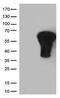 Fos Proto-Oncogene, AP-1 Transcription Factor Subunit antibody, UM800113CF, Origene, Western Blot image 