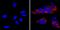 LIN28A antibody, MA1-016-D650, Invitrogen Antibodies, Immunofluorescence image 