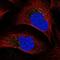 Dual Specificity Phosphatase 23 antibody, NBP1-91855, Novus Biologicals, Immunofluorescence image 