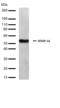 Matrix Metallopeptidase 16 antibody, 710333, Invitrogen Antibodies, Western Blot image 