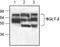 Sodium/glucose cotransporter 2 antibody, TA318953, Origene, Western Blot image 