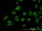 Stromal interaction molecule 1 antibody, H00006786-M01, Novus Biologicals, Immunofluorescence image 