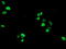 General Transcription Factor IIF Subunit 1 antibody, TA503373, Origene, Immunofluorescence image 