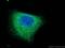 Keratin 7 antibody, 17513-1-AP, Proteintech Group, Immunofluorescence image 