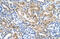 Solute Carrier Family 22 Member 3 antibody, ARP44026_P050, Aviva Systems Biology, Immunohistochemistry paraffin image 