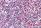 Adhesion G Protein-Coupled Receptor E2 antibody, MBS242771, MyBioSource, Immunohistochemistry frozen image 