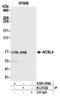 FACL4 antibody, A305-358A, Bethyl Labs, Immunoprecipitation image 