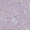 Ermin antibody, HPA038295, Atlas Antibodies, Immunohistochemistry frozen image 