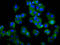 Transmembrane Protein 132D antibody, LS-C681556, Lifespan Biosciences, Immunofluorescence image 
