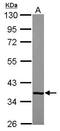 H36 antibody, GTX118620, GeneTex, Western Blot image 