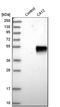 Carbonic Anhydrase 12 antibody, HPA008773, Atlas Antibodies, Western Blot image 