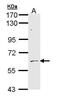 AarF Domain Containing Kinase 1 antibody, PA5-22170, Invitrogen Antibodies, Western Blot image 
