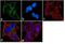 G Protein alpha Inhibitor 1 antibody, NB120-3522, Novus Biologicals, Immunofluorescence image 