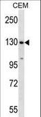SF3b155 antibody, LS-C169005, Lifespan Biosciences, Western Blot image 