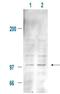 MDM2 Proto-Oncogene antibody, orb345416, Biorbyt, Western Blot image 