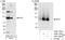 RNA polymerase-associated protein RTF1 homolog antibody, A301-329A, Bethyl Labs, Western Blot image 