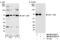 Chromatin assembly factor 1 subunit B antibody, NB100-57523, Novus Biologicals, Western Blot image 