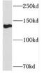 Nuclear Factor Of Activated T Cells 2 antibody, FNab05690, FineTest, Western Blot image 