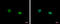 Family With Sequence Similarity 98 Member B antibody, GTX123191, GeneTex, Immunocytochemistry image 