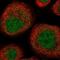UEV And Lactate/Malate Dehyrogenase Domains antibody, NBP1-92561, Novus Biologicals, Immunofluorescence image 
