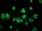 Vitamin K-dependent protein S antibody, LS-C370164, Lifespan Biosciences, Immunofluorescence image 