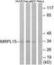 Mitochondrial Ribosomal Protein L19 antibody, TA315393, Origene, Western Blot image 