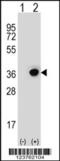 Dehydrogenase/Reductase 3 antibody, 63-828, ProSci, Western Blot image 