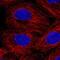F-box/LRR-repeat protein 3 antibody, NBP2-56645, Novus Biologicals, Immunofluorescence image 