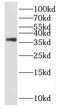 Fibronectin Type III Domain Containing 11 antibody, FNab01084, FineTest, Western Blot image 