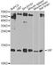 VIP peptides antibody, STJ29867, St John