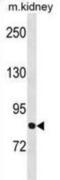 FAP antibody, abx031162, Abbexa, Western Blot image 