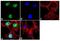 Quiescin Sulfhydryl Oxidase 1 antibody, 48-1400, Invitrogen Antibodies, Immunofluorescence image 