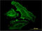 UV Radiation Resistance Associated antibody, LS-C198419, Lifespan Biosciences, Immunofluorescence image 