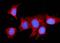 Malate dehydrogenase, mitochondrial antibody, A04803-2, Boster Biological Technology, Immunofluorescence image 