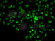 ATR Interacting Protein antibody, A7139, ABclonal Technology, Immunofluorescence image 