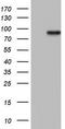 Histone Deacetylase 9 antibody, TA805309, Origene, Western Blot image 