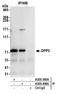 Dipeptidyl Peptidase 3 antibody, A305-408A, Bethyl Labs, Immunoprecipitation image 