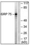 GRP-75 antibody, AP31621PU-N, Origene, Western Blot image 