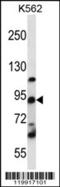 Upstream Binding Transcription Factor antibody, 56-496, ProSci, Western Blot image 