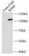 Lysine Demethylase 1A antibody, FNab04508, FineTest, Immunoprecipitation image 