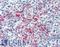 Glycoprotein Ib Platelet Subunit Beta antibody, LS-B3174, Lifespan Biosciences, Immunohistochemistry frozen image 