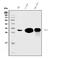 Carbonic Anhydrase 1 antibody, M00170-1, Boster Biological Technology, Western Blot image 