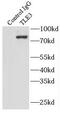 TLE Family Member 3, Transcriptional Corepressor antibody, FNab08721, FineTest, Immunoprecipitation image 