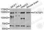 HIV-1 Tat Specific Factor 1 antibody, A5977, ABclonal Technology, Western Blot image 