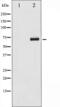 Cell Division Cycle 25A antibody, abx010531, Abbexa, Western Blot image 