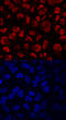 Lysine Demethylase 4A antibody, AF6434, R&D Systems, Immunocytochemistry image 